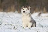 ALASKAN MALAMUTE 236